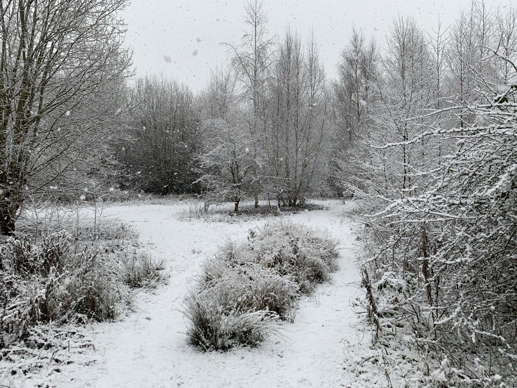 Snowy scenery on a walk Kate took during Lockdown