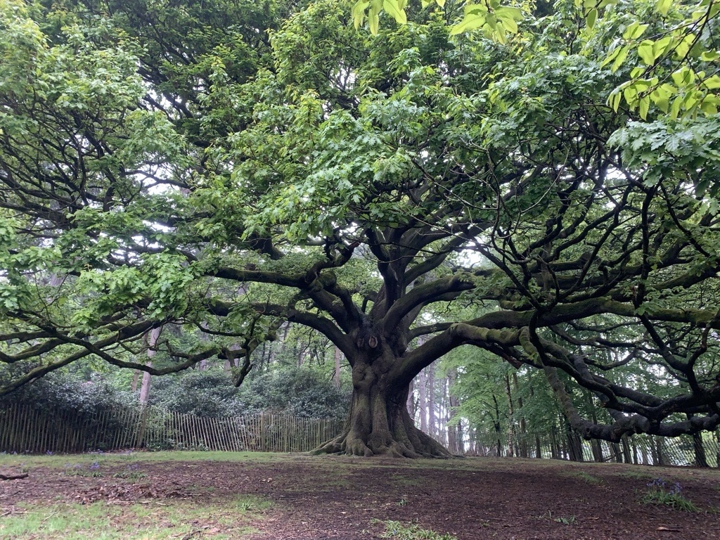 Oak tree at Wollaton Park