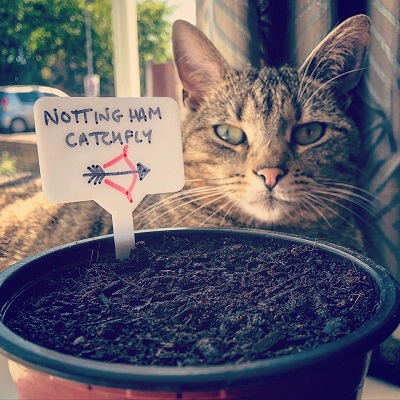 Cat pictured with a Nottingham Catchfly seed pot